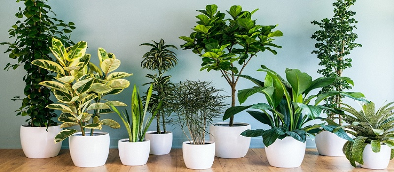 indoor plants online